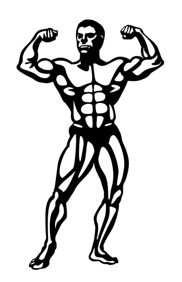 Detail Bodybuilder Vector Png Nomer 15