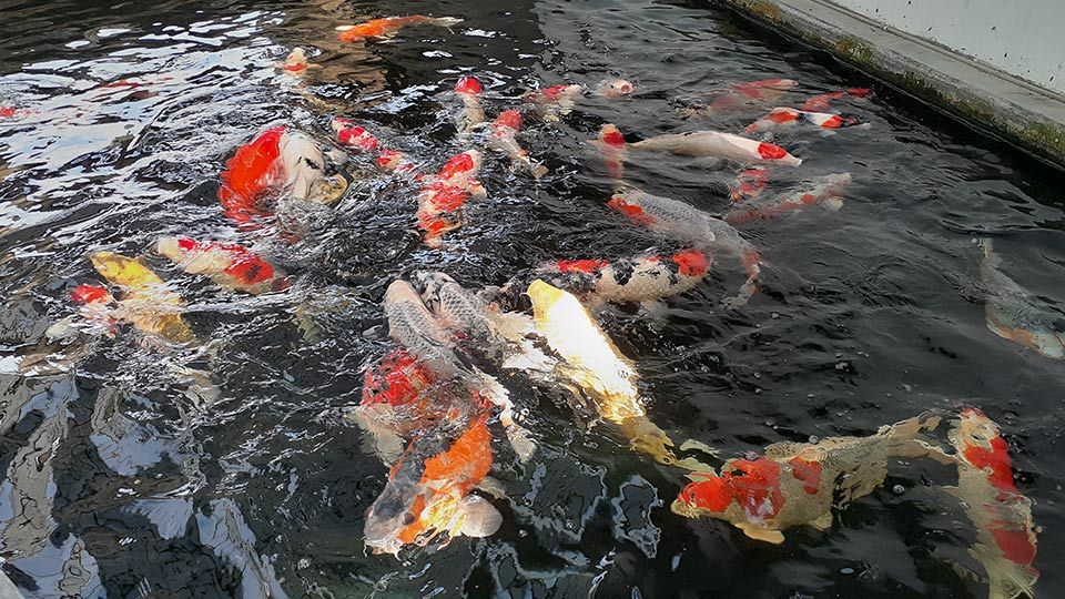 Detail Bolehkah Kolam Ikan Didalam Rumah Nomer 37