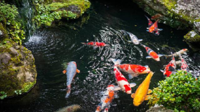 Detail Bolehkah Kolam Ikan Didalam Rumah Nomer 41