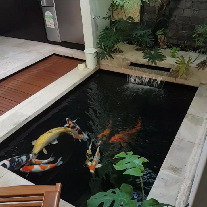 Detail Bolehkah Kolam Ikan Didalam Rumah Nomer 9