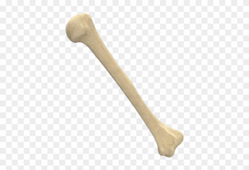 Detail Bone No Background Nomer 13