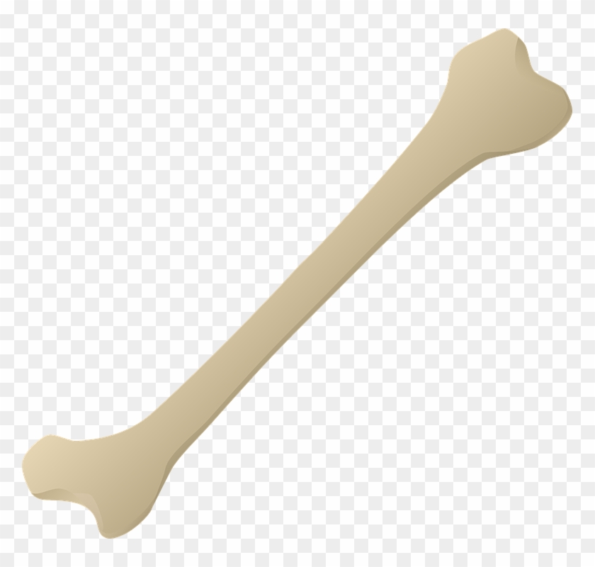 Detail Bone No Background Nomer 2