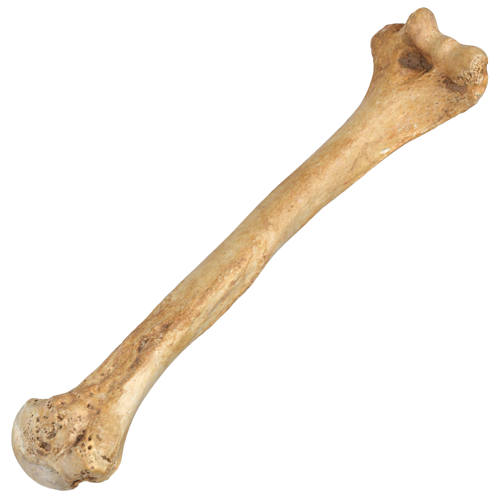 Detail Bone No Background Nomer 25