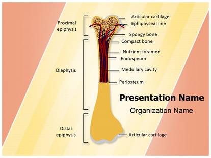 Detail Bone Powerpoint Template Nomer 24