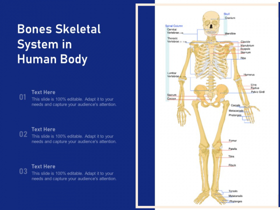 Detail Bone Powerpoint Template Nomer 46