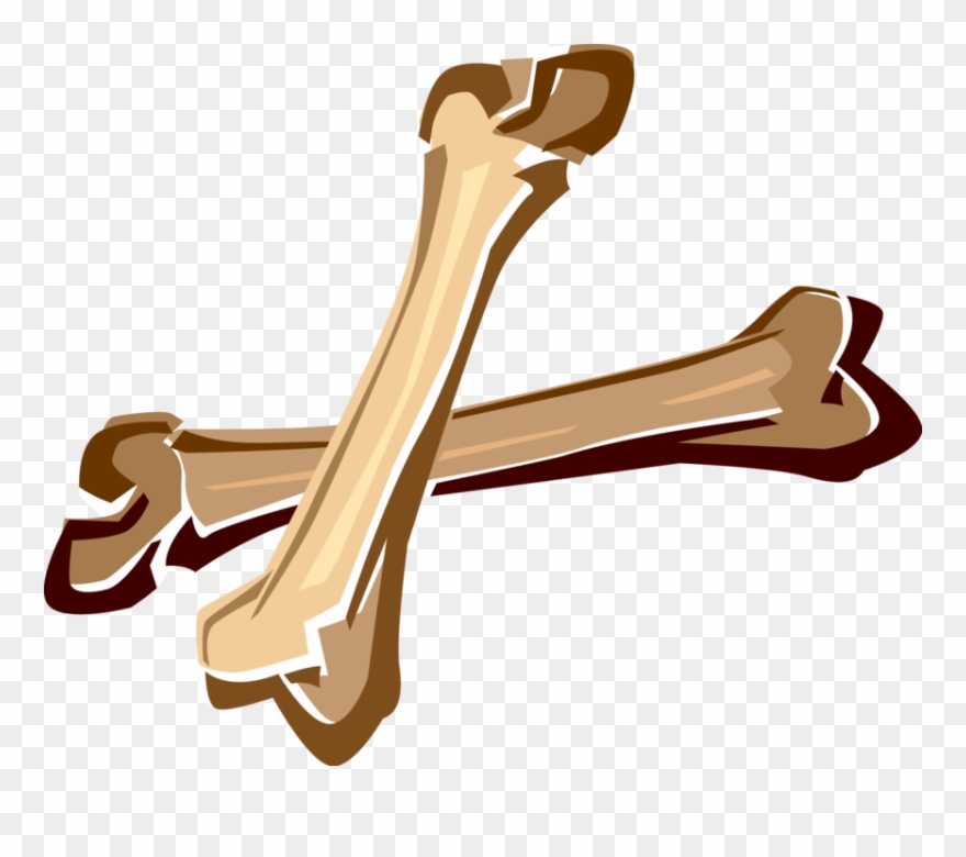 Detail Bone Vector Png Nomer 34