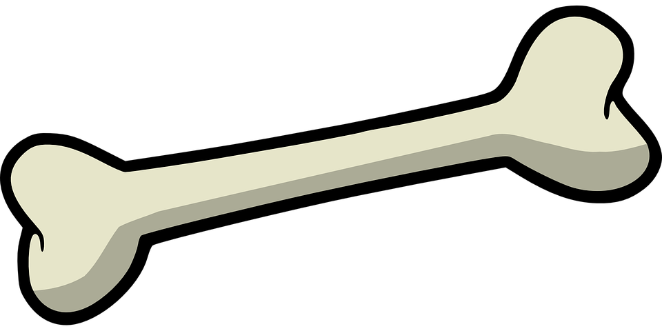 Detail Bone Vector Png Nomer 4