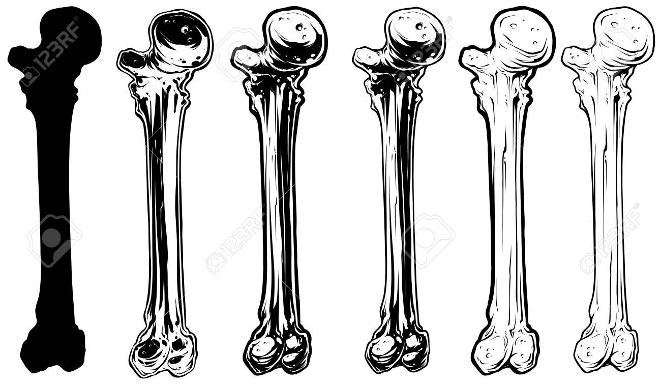 Detail Bone Vector Png Nomer 38