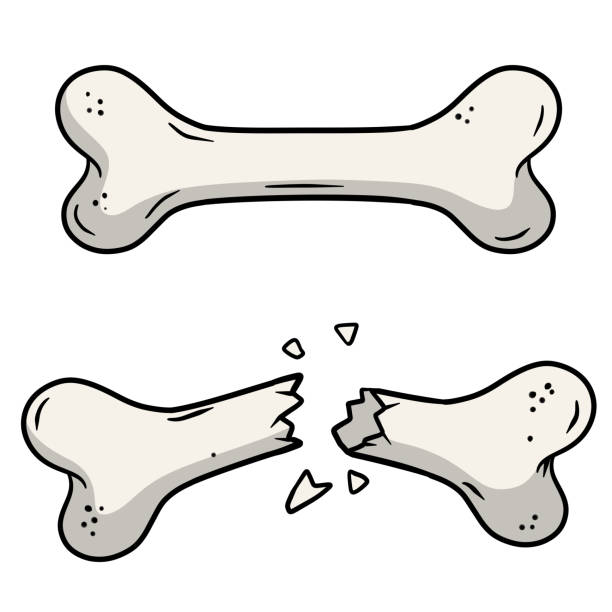 Detail Bone Vector Png Nomer 8