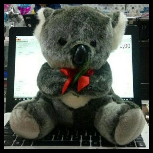 Detail Boneka Koala Lucu Nomer 34