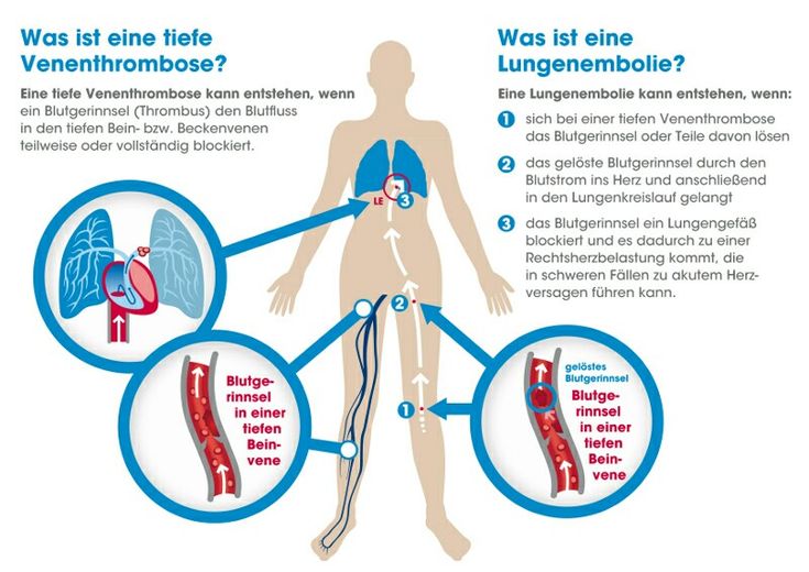 Detail Innere Organe Mensch Arbeitsblatt Nomer 16