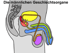 Detail Innere Organe Mensch Arbeitsblatt Nomer 7