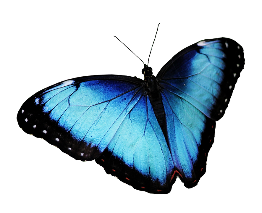 Detail Schmetterling Blau Schwarz Nomer 9