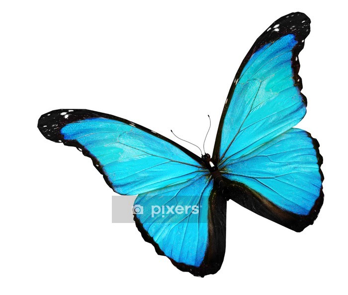 Detail Schmetterling Blau Schwarz Nomer 16