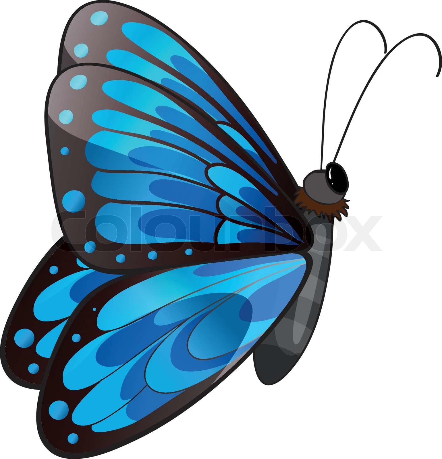 Detail Schmetterling Blau Schwarz Nomer 27