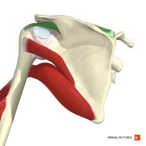 Detail Sl Bandruptur Physiotherapie Nomer 10