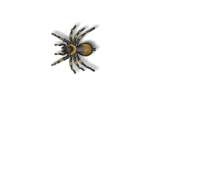 Detail Springende Spinne Nomer 3