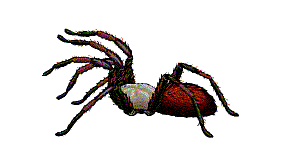 Detail Springende Spinne Nomer 21