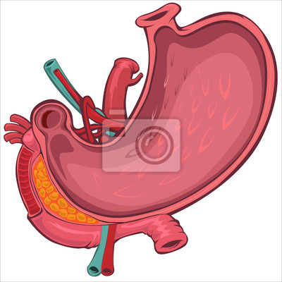 Detail Bilder Vom Menschlichen Magen Nomer 4