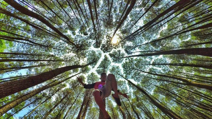 Detail Foto Prewedding Di Hutan Pinus Nomer 40