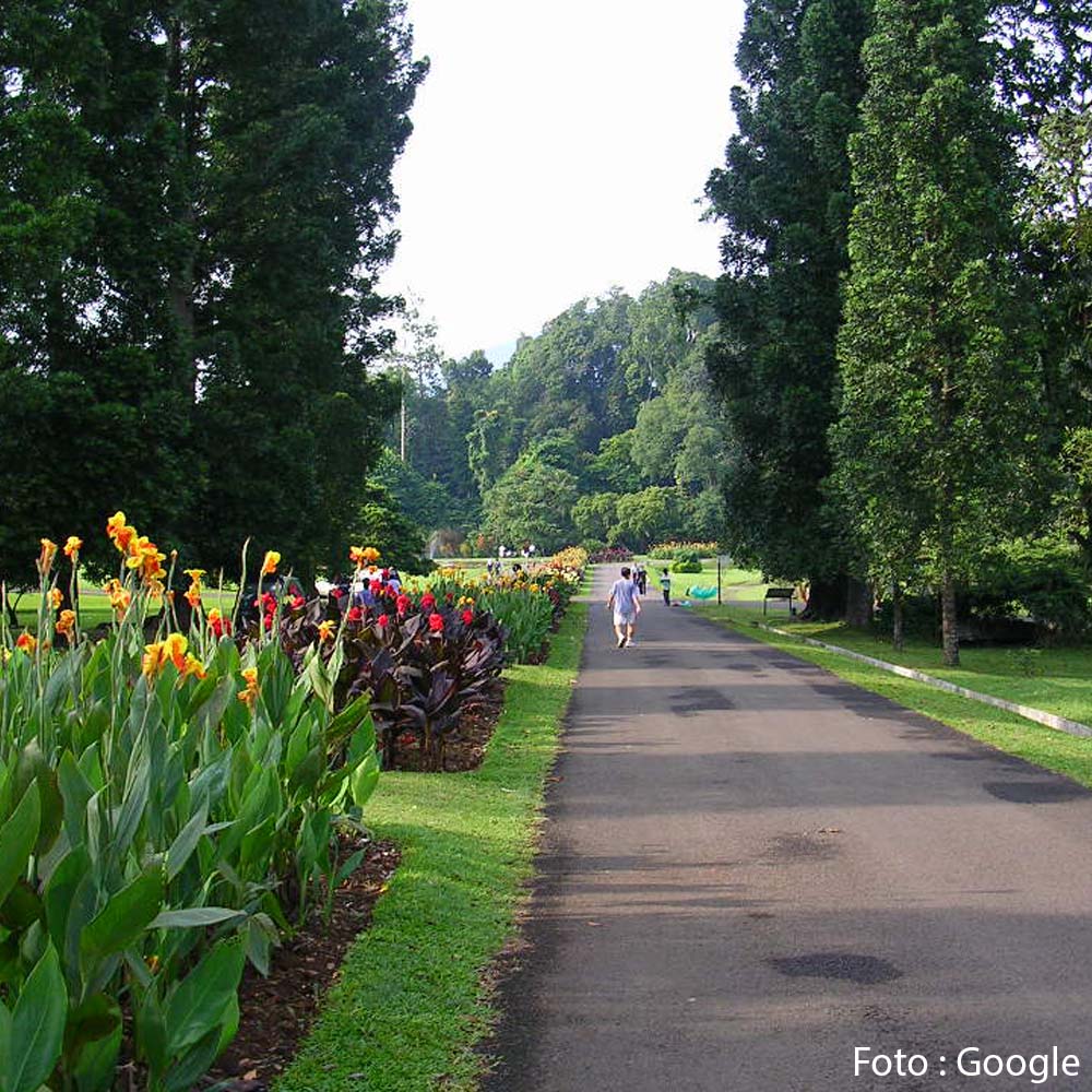 Detail Foto Prewedding Di Kebun Raya Bogor Nomer 22