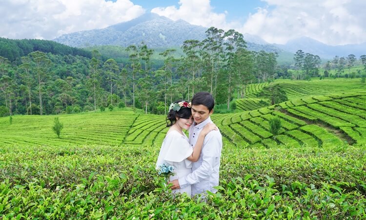 Detail Foto Prewedding Di Kebun Teh Nomer 4