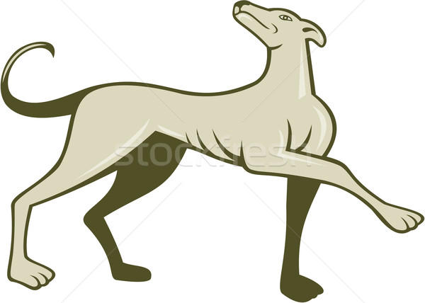 Detail Galgo Vector Nomer 9