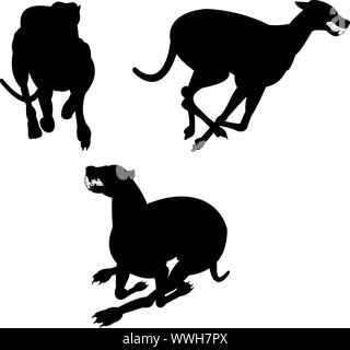 Detail Galgo Vector Nomer 11