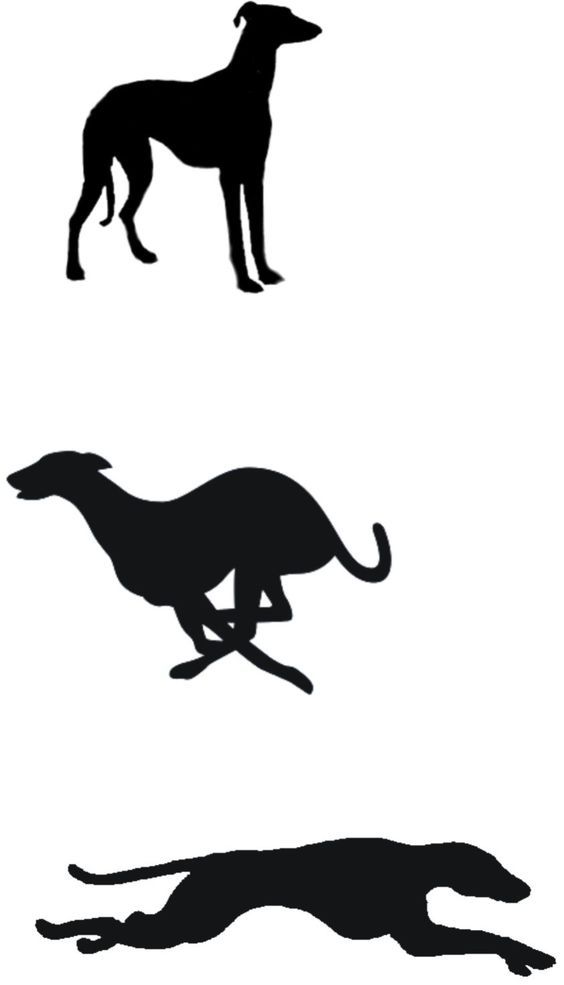Detail Galgo Vector Nomer 14