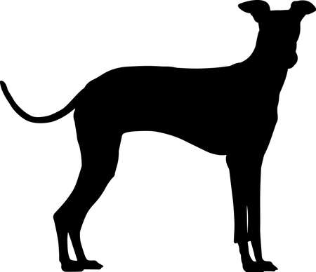 Detail Galgo Vector Nomer 16