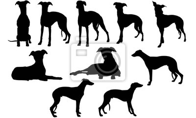 Detail Galgo Vector Nomer 20