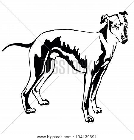 Detail Galgo Vector Nomer 24