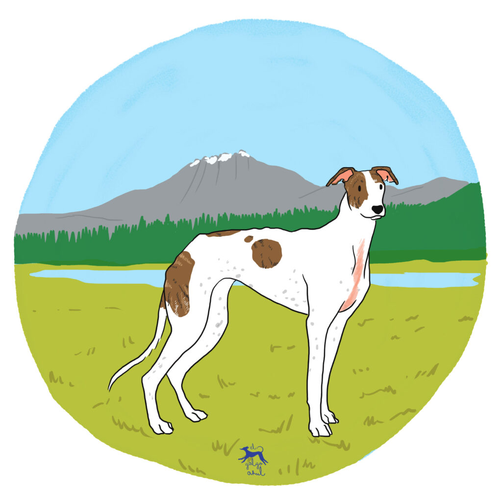 Detail Galgo Vector Nomer 27