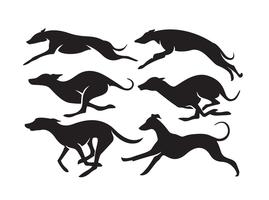 Detail Galgo Vector Nomer 4