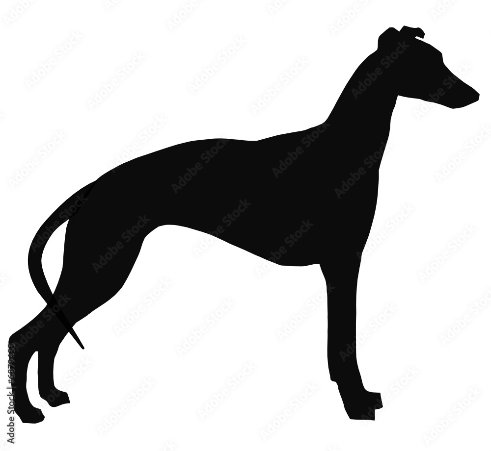 Detail Galgo Vector Nomer 5