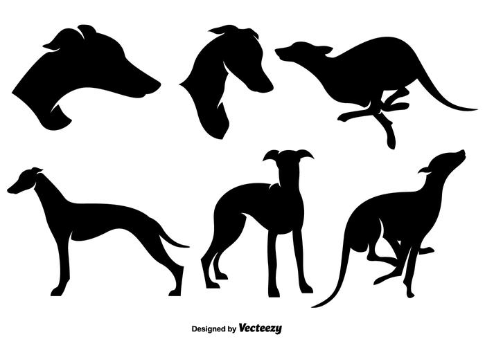 Detail Galgo Vector Nomer 6