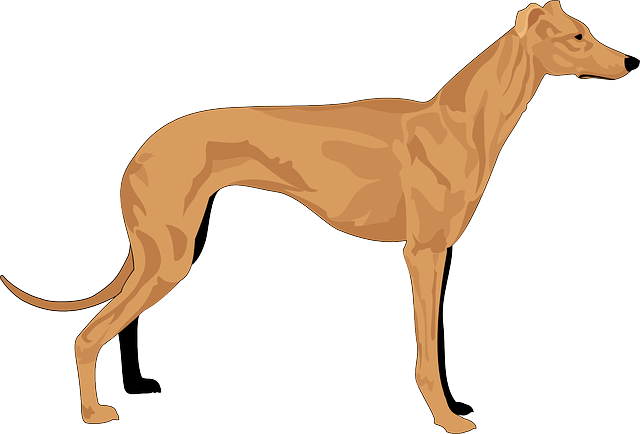 Detail Galgo Vector Nomer 8