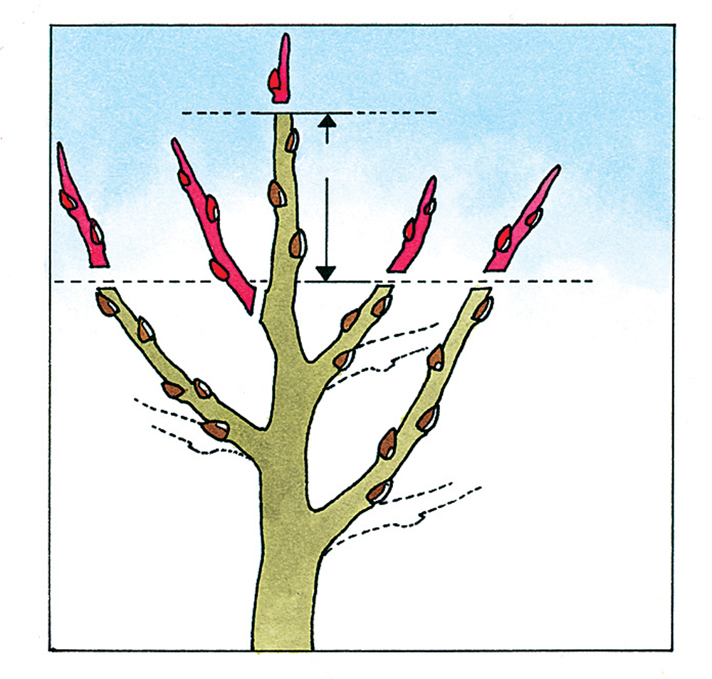 Detail Junger Baum Nomer 20