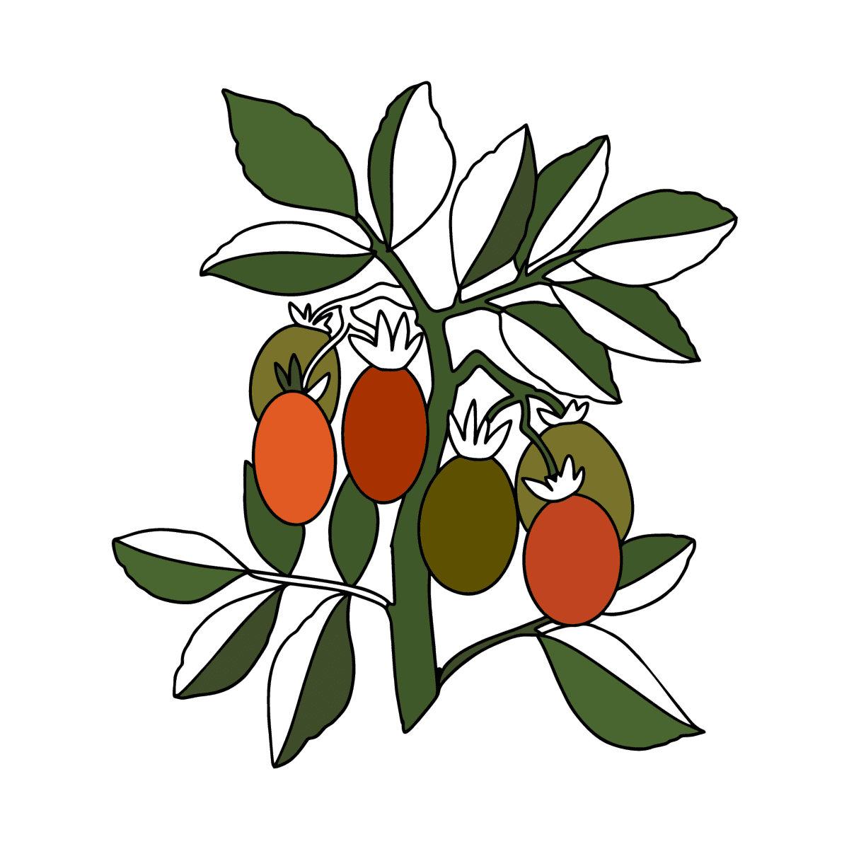 Detail Piraten Tomaten Nomer 13