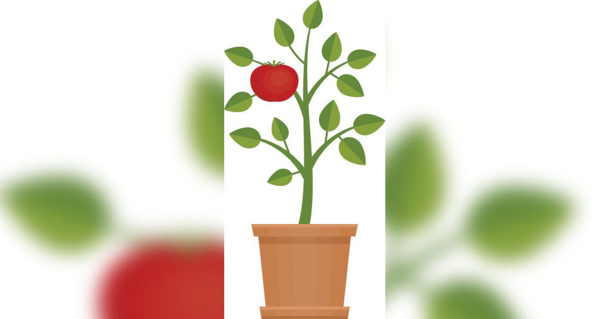 Detail Piraten Tomaten Nomer 14