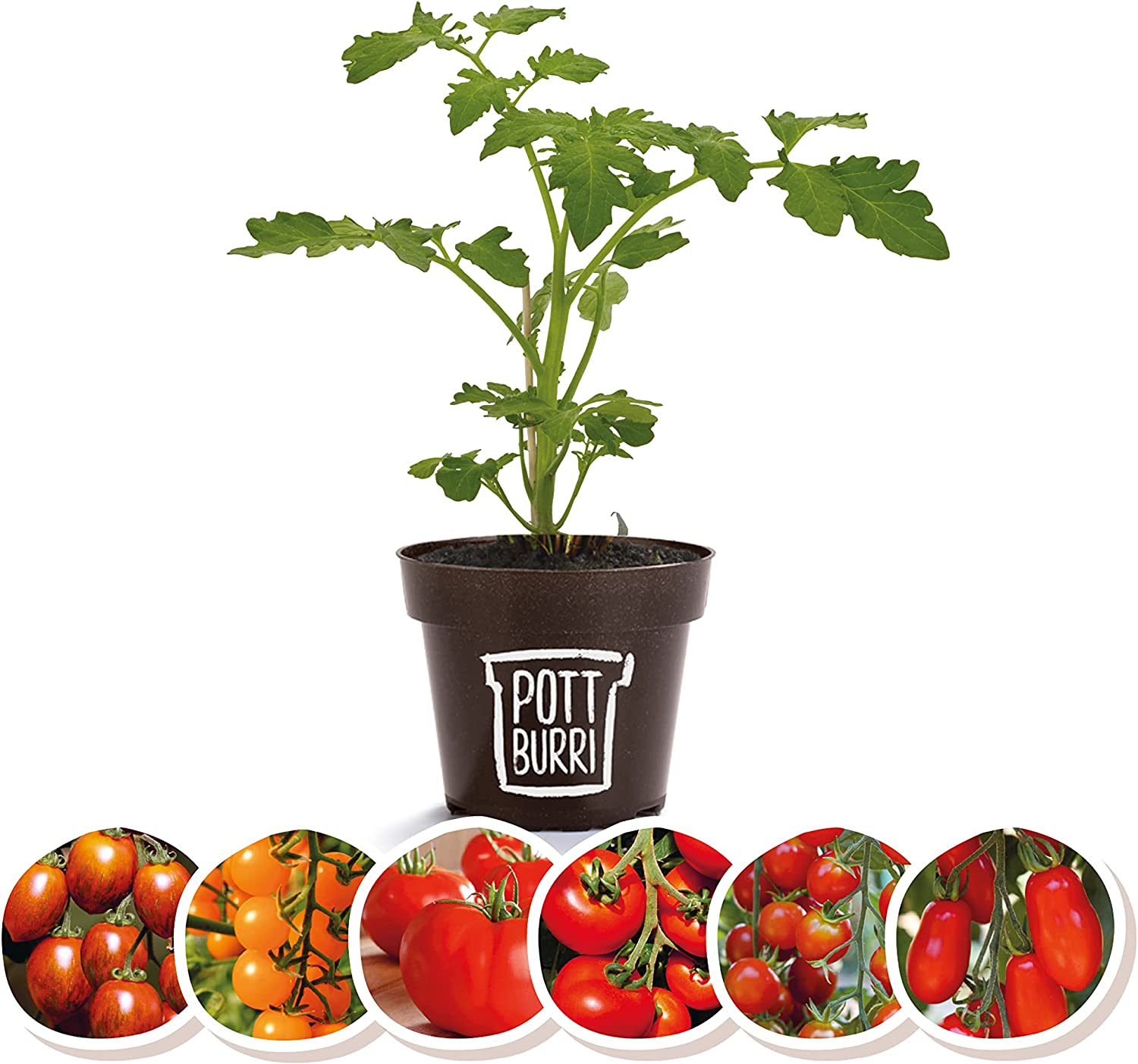 Detail Piraten Tomaten Nomer 22