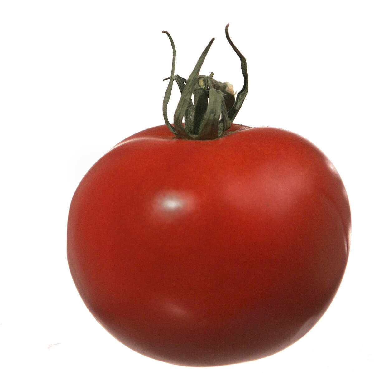 Detail Piraten Tomaten Nomer 23