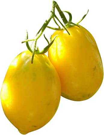 Detail Piraten Tomaten Nomer 3