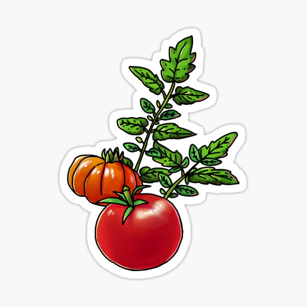 Detail Piraten Tomaten Nomer 4