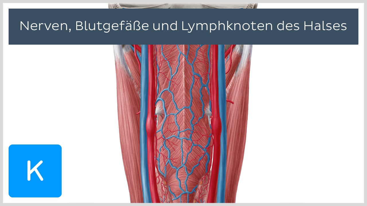 Detail Anatomie Hals Lymphknoten Nomer 4