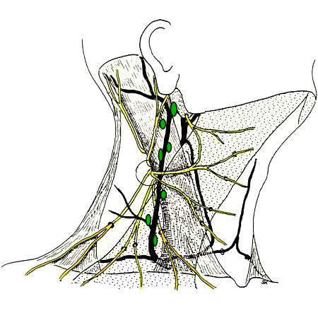 Detail Anatomie Hals Lymphknoten Nomer 5