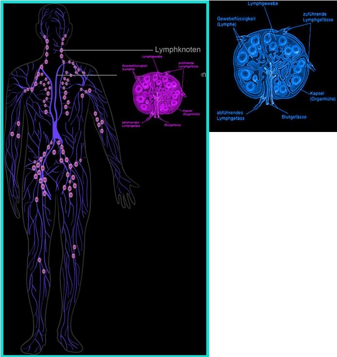 Is That A Lump Find Out Where Wo Sind Lymphknoten Am Hals Are Located - rgj5y1g