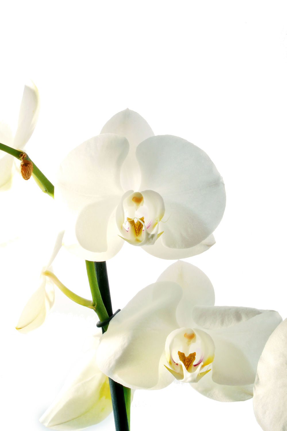 Detail Bilder Orchideen Nomer 12