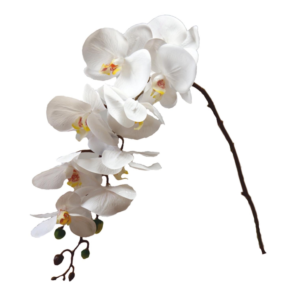 Detail Bilder Orchideen Nomer 18