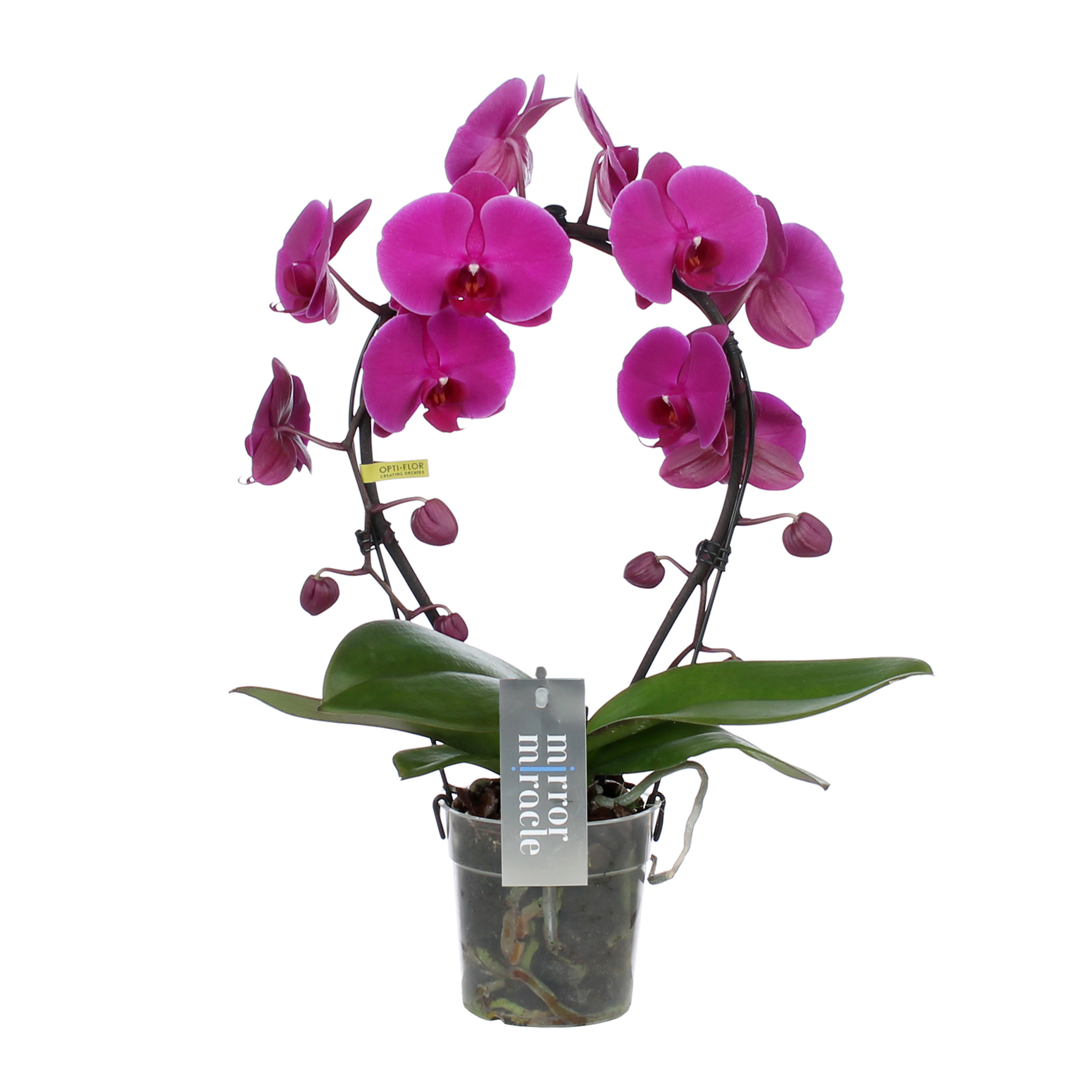 Detail Bilder Orchideen Nomer 19